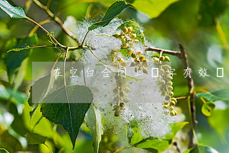 在空白合同上簽字有效嗎？